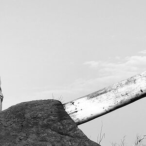 Elephant Hunt Zimbabwe