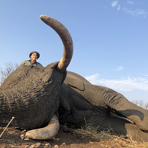 Zimbabwe Hunting Elephant