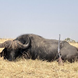 Hunt Cape Buffalo in Zimbabwe