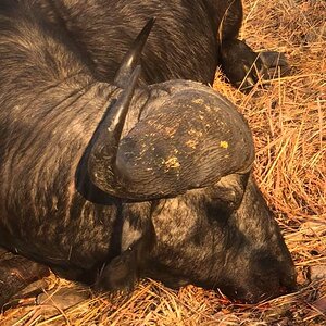 Zambia Hunt Cape Buffalo