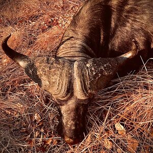 Hunting Buffalo in Zambia