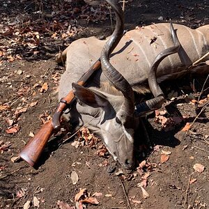 Kudu Hunt Zambia