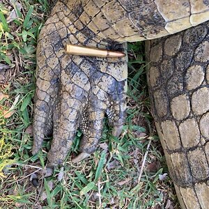 Crocodile Feet