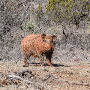 Hog Texas USA