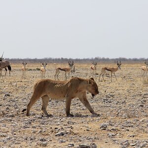 Lioness Namibia