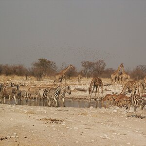 Etosha National Park Namibia