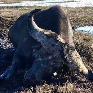 Namibia Hunt Cape Buffalo