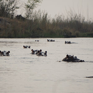 Hippo's Namibia