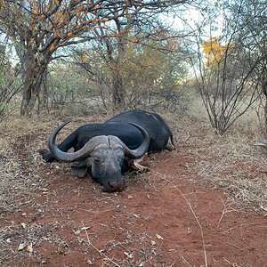 Buffalo Hunting South Africa