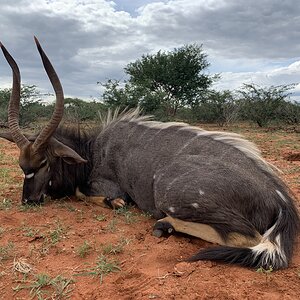 Nyala Hunt South Africa