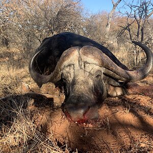 South Africa Hunt Cape Buffalo