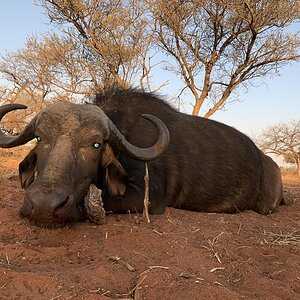 Hunting Buffalo in South Africa