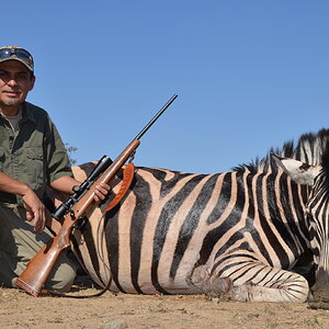 Burchell's Plain Zebra Hunt South Africa