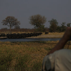 Glassing Buffalo Caprivi Namibia