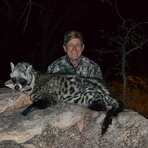 Civet Cat Hunt South Africa