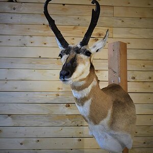 Pronghorn Shoulder Mount Taxidermy