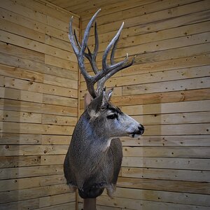 Mule Deer Shoulder Mount Taxidermy