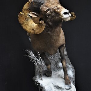 Bighorn Sheep Half Mount Taxidermy