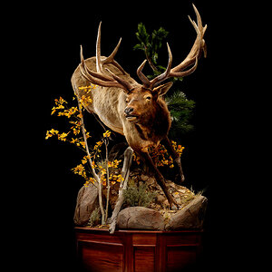 Life Size Elk Pedestal Mount.