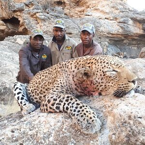 Leopard Hunting Namibia