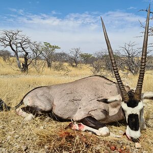 Hunting Gemsbok in Namibia