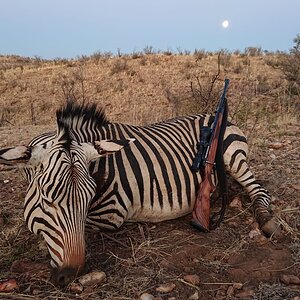 Namibia Hunt Hartmann's Mountain Zebra