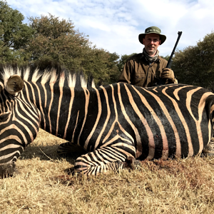 Burchell's Plain Zebra Hunt South Africa