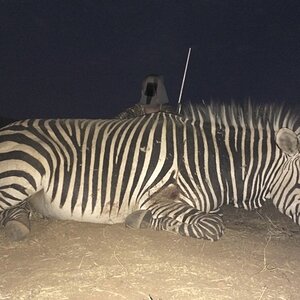 Namibia Hunting Hartmann's Mountain Zebra