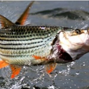 Fishing Tigerfish in Zimbabwe