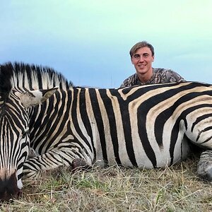 Burchell's Plain Zebra Hunting South Africa