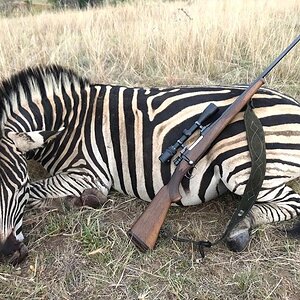 South Africa Hunt Burchell's Plain Zebra