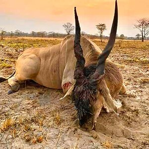 Hunting Eland in Zambia