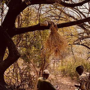 Baiting Leopard Zambia