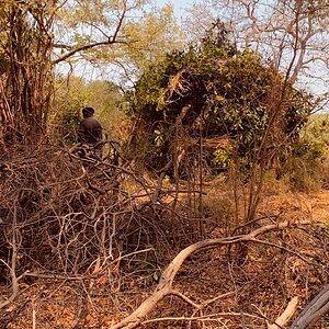 Leopard Hunt Zambia