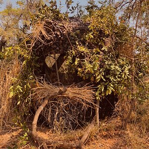 Zambia Leopard Hunting Hide