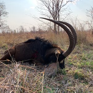 Hunting Sable in Zambia