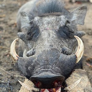 Warthog Hunt Zambia