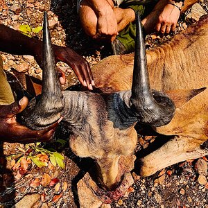 Lichtenstein's Hartebeest Hunting Zambia