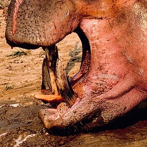 Hunting Hippo in Zambia