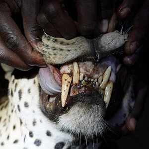 Leopard's Teeth Zambia