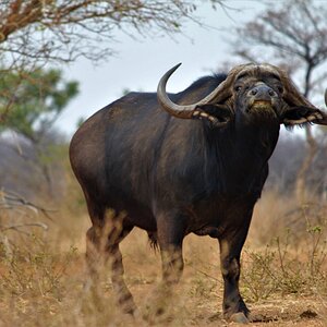 Cape Buffalo South Africa