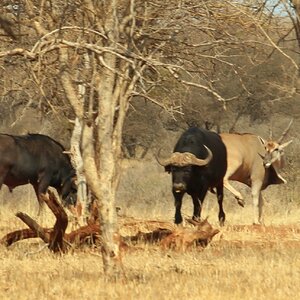 Cape Buffalo South Africa