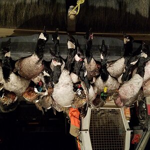 Hunting Waterfowl in North Dakota USA