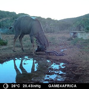 Kudu Trail Cam Pictures South Africa