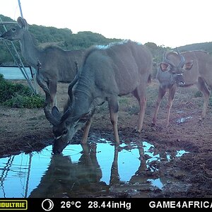 South Africa Trail Cam Pictures Kudu