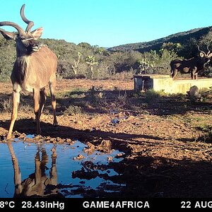 Trail Cam Pictures of Kudu in South Africa