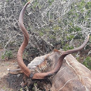 Kudu Hunt South Africa