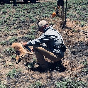 Oribi Hunt Tanzania