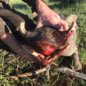 South Africa Hunt Warthog