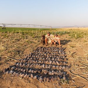 Upland Bird Shooting South Africa